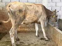 母牛, Swiss cattle — 照片 3