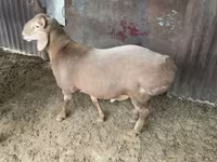 Beran, Hissar sheep — foto 2