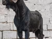 Ямааны ухна, Anatolian Black goats — 3 зураг