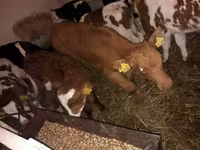 گاو نر, Simmental cattle — عکس 2