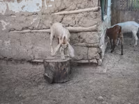 Kambing jantan, Nubian Goat — foto 5