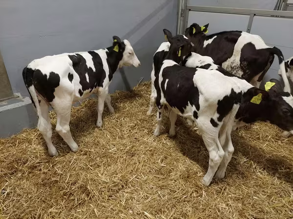 Lembu betina, Holstein breed
