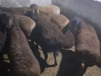 Montone, Hissar sheep — foto 3