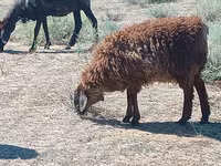 Vædder, Edilbay sheep — foto 3