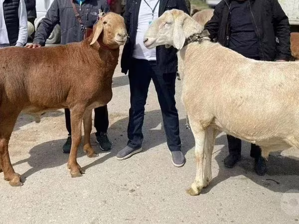 Beran, Ovce