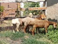 Vædder, Rhon sheep — foto 2