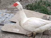 Ducks — عکس 2