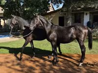 Pastuv, Nonius horse — fotografija 2