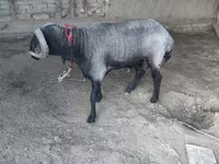 Montone, Pecore — foto 1