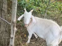 Billy Goat, Goats — photo 5