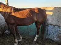 母马, Horses — 照片 3