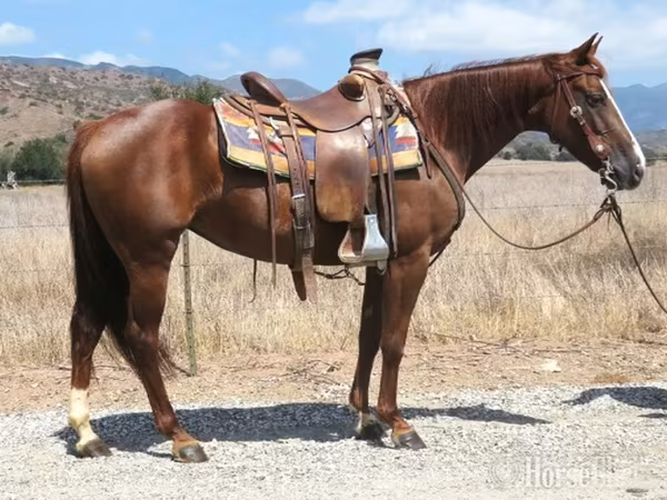 مادیان, Quarter Horse