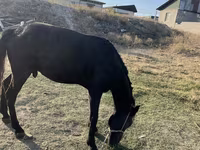 Cavallo, Cavalli — foto 4