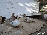 Ducks — 사진 3