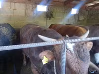 Stier, Runderen — foto 4