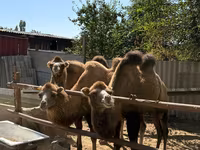Unta jantan, Camels — foto 5