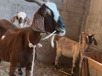 بز ماده, Nubian Goat — عکس 1