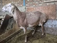 Vædder, Rhon sheep — foto 4