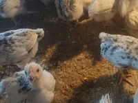 Chickens — fotografija 1