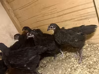 Australian Pit Game fowl — sawirka 4