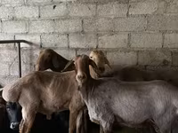 قوچ, Rhon sheep — عکس 1