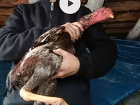 Chickens — Foto 1