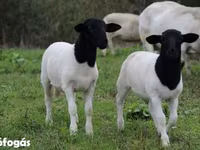 Schafe (Partie, Geschlecht nicht angegeben), Dorper sheep — Foto 4