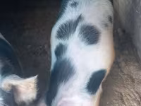 Se vind porci — 사진 1