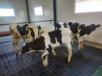 Bik, Simmental cattle — fotografija 4