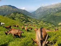 Goat, Alpine goat — photo 1