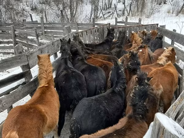 Kůň, Koně