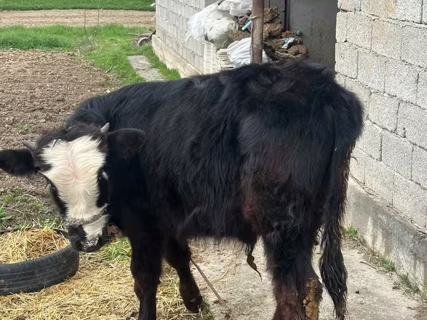 گاو نر, Simmental cattle