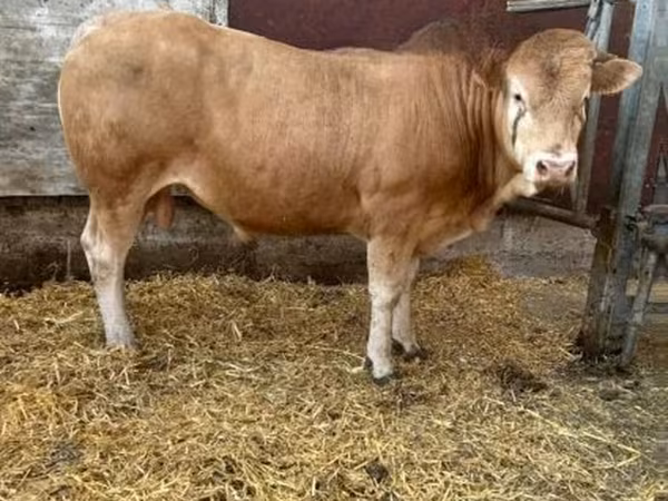 Blonde d’Aquitane cattle