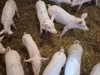 Babi betina, Pigs — foto 3