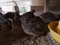Quails — الصورة 8