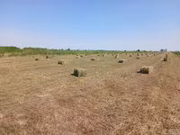 Продаётся тюки плотные с поля 250 — عکس 2