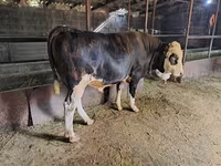 گاو نر, Simmental cattle — عکس 2