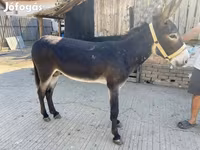 مادیان, اسب — عکس 6