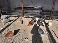 Chickens — 3-rasm