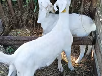 Billy Goat, Saanen goat — photo 2