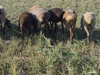 Sheep, Sheep — photo 1