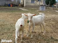 Kozioł, Kozy — zdjęcie 4