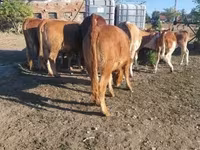 گاو ماده, گاو لیموزین — عکس 6
