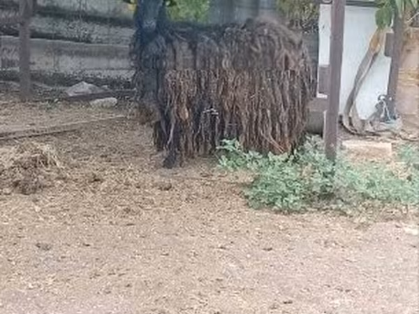 母山羊, Goats