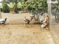 Chickens — รูปภาพ 5