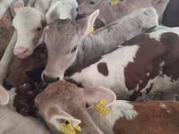 Býk, Simmental cattle — foto 1