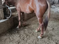 Faras, Horses — sawirka 7