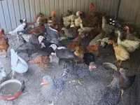 Chickens — photo 1