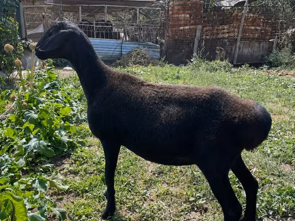 Ovelha, Arashan sheep