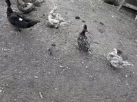 Ducks — 사진 3